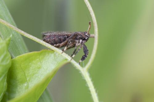Asiraca clavicornis